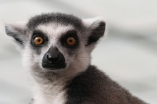 Close-up Portrait Of Ring-tailed Lemur