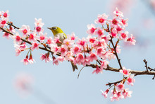 Low Angle View Of Japanese White-eye Perching On Cherry Tree