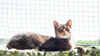 Tomcat resting on balcony
