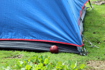 tent camping in the forest