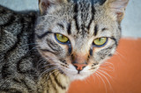 Fototapeta Tulipany - Young striped gray domestic cat portrait. Focus on cat eyes. Shallow depth of field.