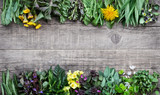 Fototapeta Kuchnia - Edible plants and flowers on a wooden rustic background with copy space for text. Medicinal herbs and wild edible plants growing in early spring. Top view, flat lay.