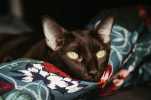 Domestic Oriental Breed Brown Cat With Green Eyes Relax Es On A Floral Blanket.