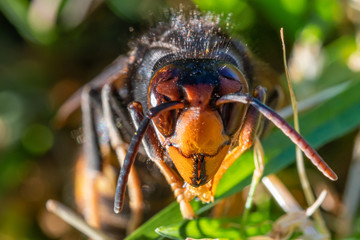 asian hornet close up