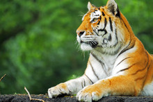 Close-up Of Tiger
