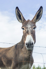 Donkey Looking At The Camera. The Look Of A Gullible Animal. Muzzle Burro Full Face Close Up. Contact Zoo. Communication With Nature And Animals. Wild Life In The Lap Of Nature.