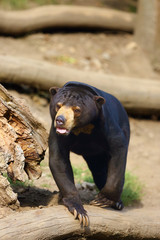 Poster - The sun bear (Helarctos malayanus), a large male standing on a slope.