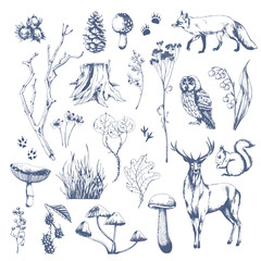Wall Mural - Nature hand drawn vector sketch. Collection of forest plants and animals. Mushroom, grass, hazelnut, berries, cones, fox, deer, owl, squirrel.