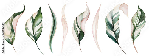 Fotomural Watercolor tropical floral illustration set with green & blush leaves for wedding stationary, greetings, wallpapers, fashion, backgrounds, textures, DIY, wrappers, postcards, logo, etc