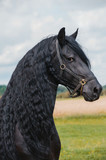 Fototapeta Konie - Beautiful friesian stallion