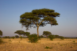 Fototapeta Sawanna - majestic baobab in the african steppe on a sunny day