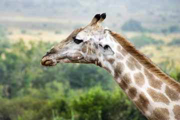 Wall Mural - Side profile of giraffe, Pilanesberg National Park, South Africa