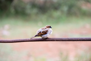 Wall Mural - Marico flycatcher on wire, Pilanesberg National Park, South Africa