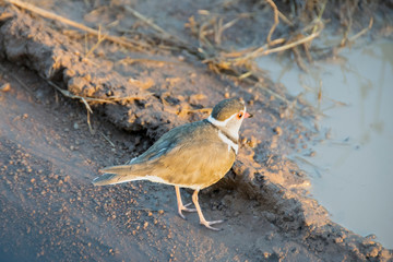 Wall Mural - Three-banded Plover by puddle on dirt road, Pilanesberg National Park, South Africa