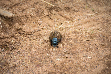 Wall Mural - Dung beetle rolling ball of dung, Pilanesberg National Park, South Africa