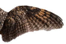 Spread Owl's Wing On A White Background, Texture Of Feathers Of A Bird Of Prey