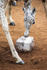 Wall Mural - Giraffe licking salt lick, Pilanesberg National Park, South Africa