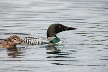 A Young Loon And Its Mother Swim Easily Together On The Calm Waters Of Patricia Lake In Northern Wisconsin In July.
