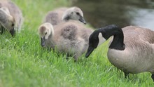 Goose And Goslings Eating Grass In Slow Motion