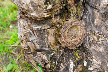 Wall Mural - top view bird nest empty in old tree in easter spring