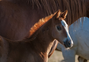  baby horse foal chestnut quarter horse with facial markings backlit with fuzzy ears and cute mane
