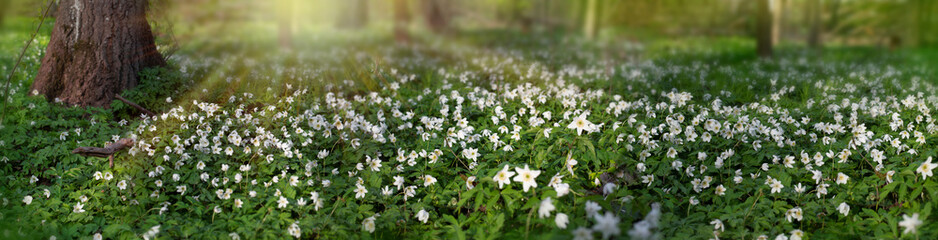 Wall Mural - Forest blooming in springtime. White flowers in forest