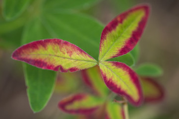 Wall Mural - Closeup of green zigzag clover leaf with vivid red edge colored by autumn