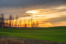 Birch Grove In The Green Agricultural Field Under The Dramatic Sky With Colorful Yellow Sunset And Dark Clouds In Late Autumn