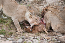 Lions Hunting Deer On Field
