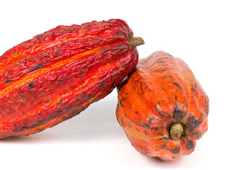 cacao fruit