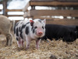 Portrait of a cute spotted pig on a free-range farm