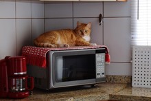 Cat Lying On Microwave