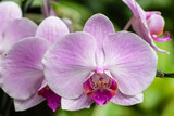 Fototapeta Storczyk - pink orchid flower