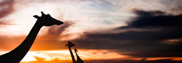 silhouette of herd of giraffes walking in the desert sunset