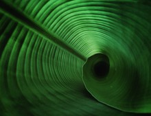 Close-up Of Coned Banana Leaf