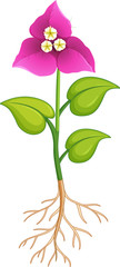 Poster - Pink flower with green leaves and roots on white background