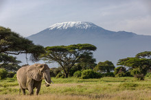 Iconic Africa: Elephant In Front Of Mount Kilimanjaro In Amboseli National Park, Kenya