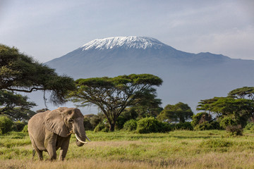 Iconic Africa: Elephant in front of Mount Kilimanjaro in Amboseli National Park, Kenya