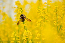 Macro Image Of Bee In Spring On Yellow Flowers