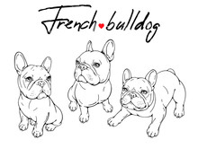Set Of Three Different French Bulldogs Sketches