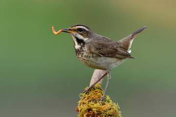 Happy bird with fresh meal worm in its beaks as big supper before dark, female bluethroat