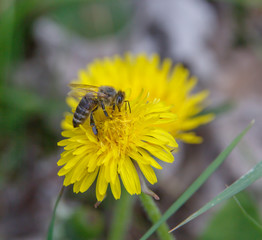  bee on yellow spring dandelion close-up on a blurred background  