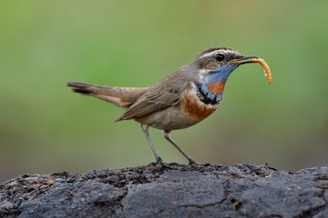 Wall Mural - Brown bird with blue plumage on its neck carrying worm meal in its beaks with happy action, bluethroat bird