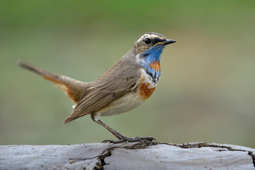 Wall Mural - Lovely brown bird with bright blue neck wagging tail while standing on flat dirt floor over fine green background, luscinia svecica (bluethroat)