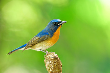 Wall Mural - Male of Chinese blue flycatcher (Cyornis glaucicomans) beautiful natural blue and orange bird has bent beaks perching on wooden pole, fascianted nature