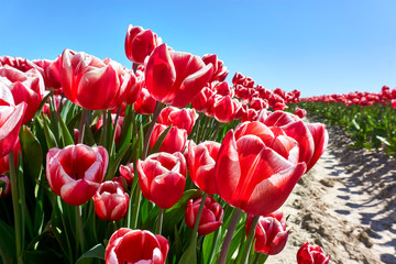 Wall Mural - Closeup of red tulips with stems and leaves on a field in the Netherlands agains a saturated blue sky with selective focus and low perspective.