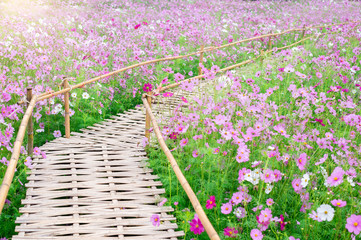 Wall Mural - background field aster of cosmos flower bloom gardens