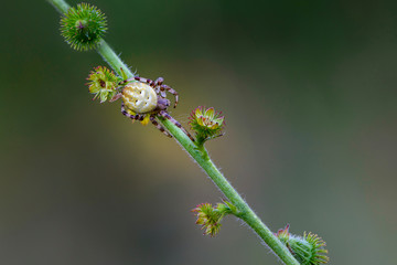 Wall Mural - Female garden-spider sits on a grass stem