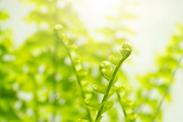 Wall Mural - close up detail of a fern and sunlight in the garden.