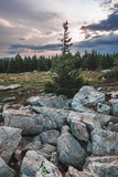 Fototapeta Krajobraz - Lonely spruce tree on top of Zyuratkul' National Park mountain